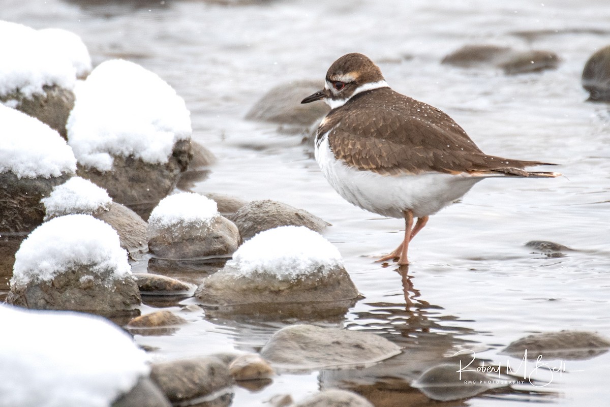 Killdeer - ML126251931