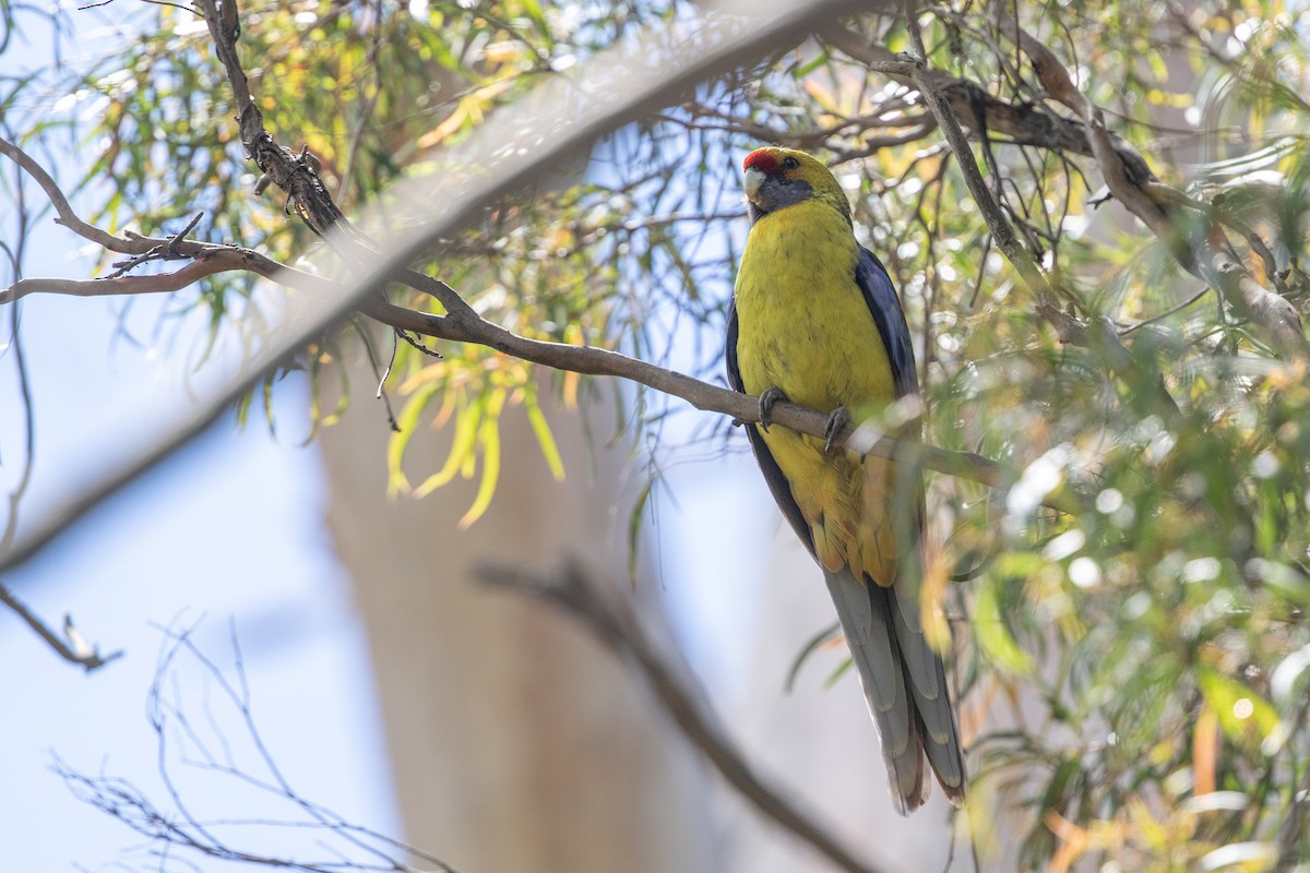 Green Rosella - Cory Gregory