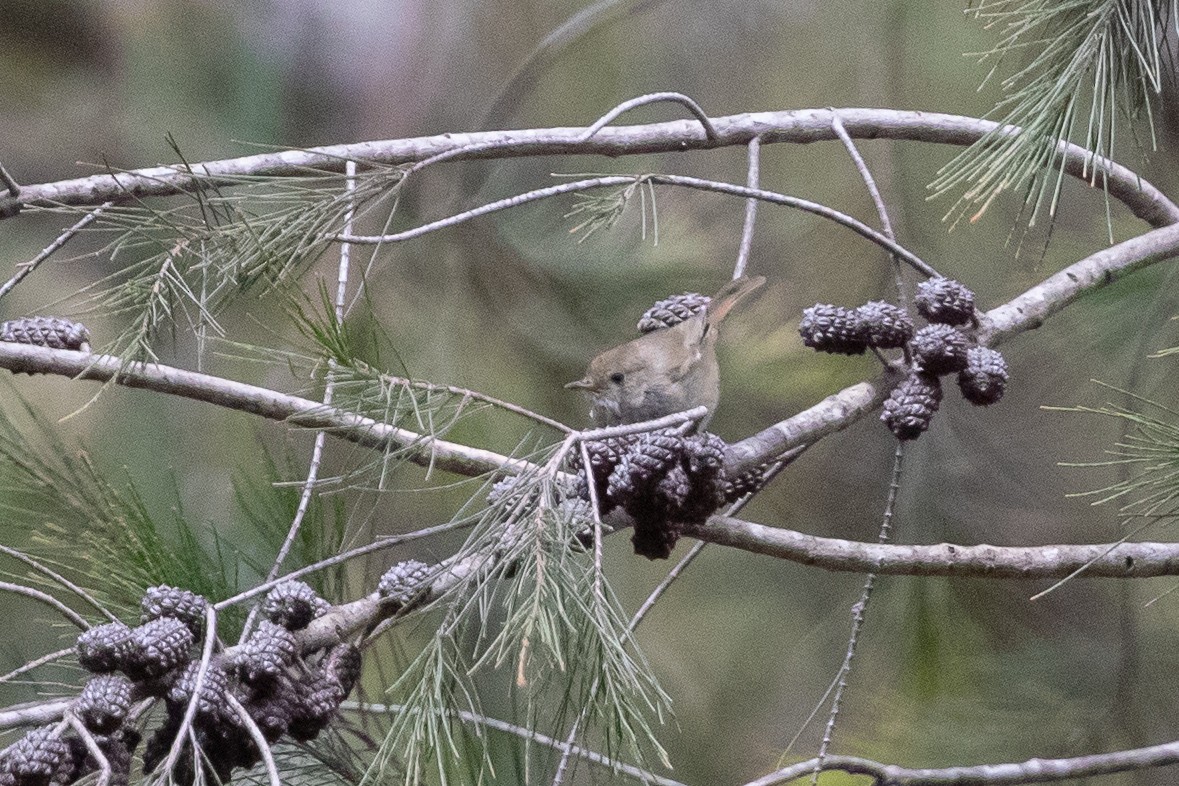 Brown Thornbill - Cory Gregory