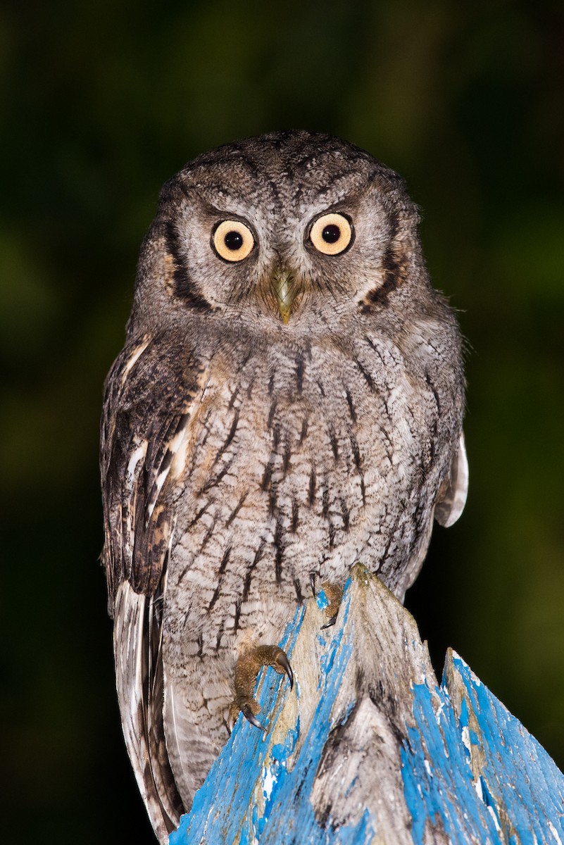 Tropical Screech-Owl - Claudia Brasileiro