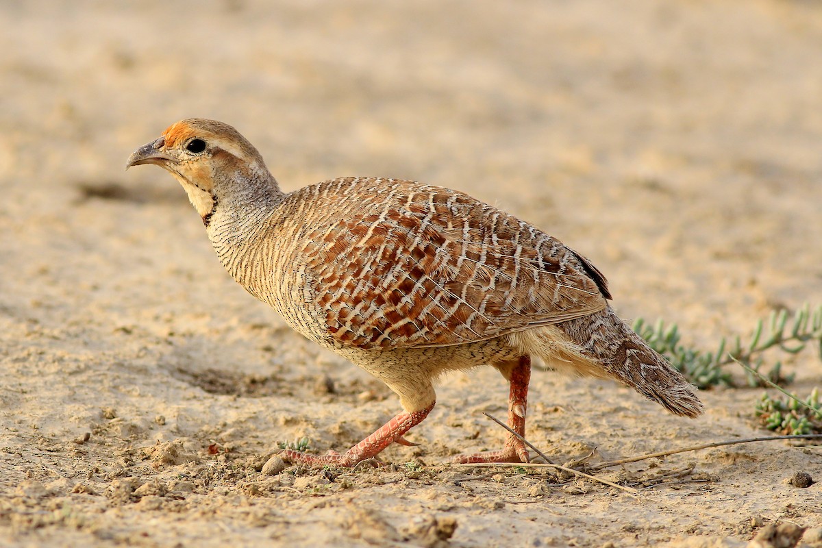 Gray Francolin - Stefan Hirsch