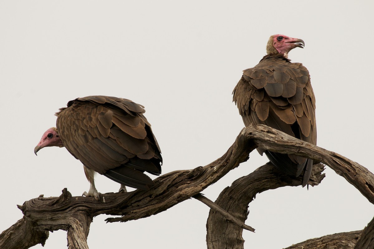 Hooded Vulture - Christian  Nunes