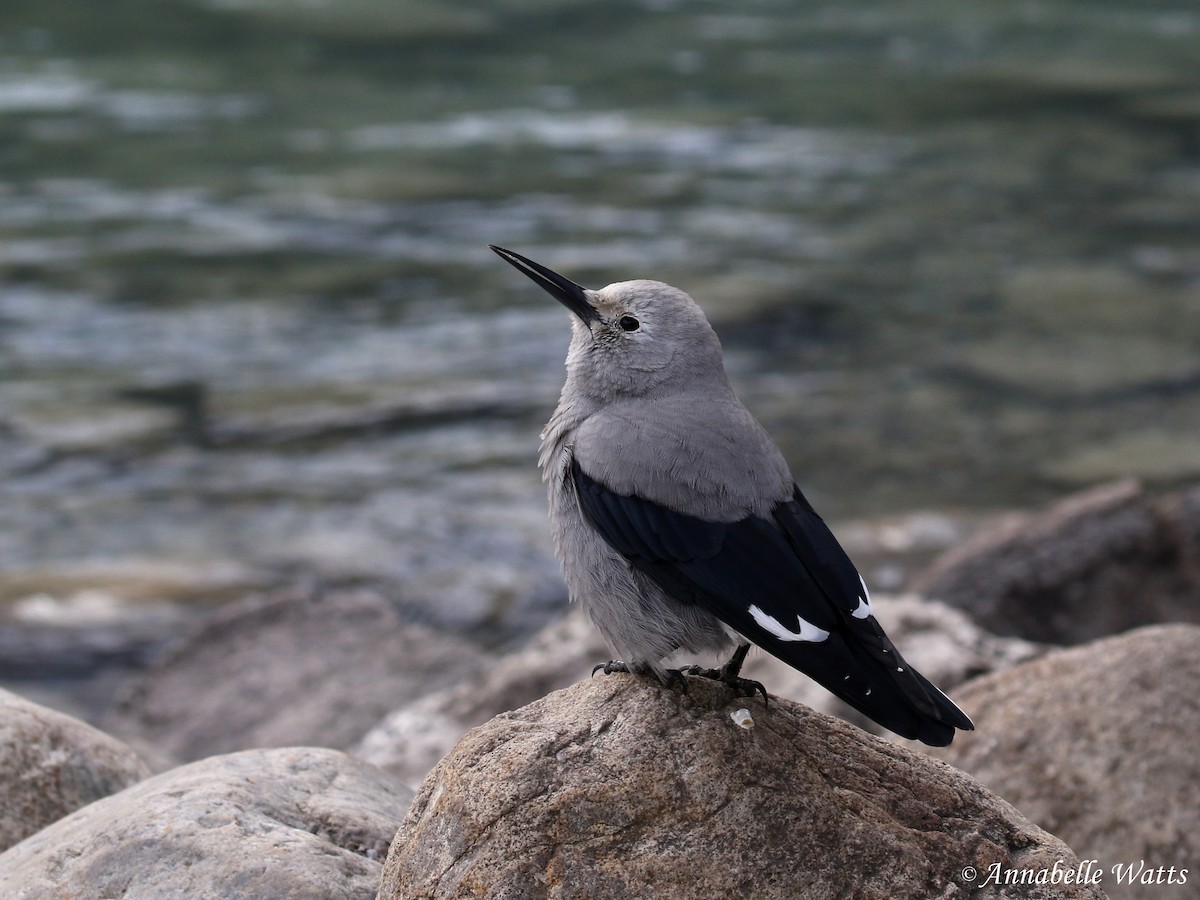 Clark's Nutcracker - ML126256171