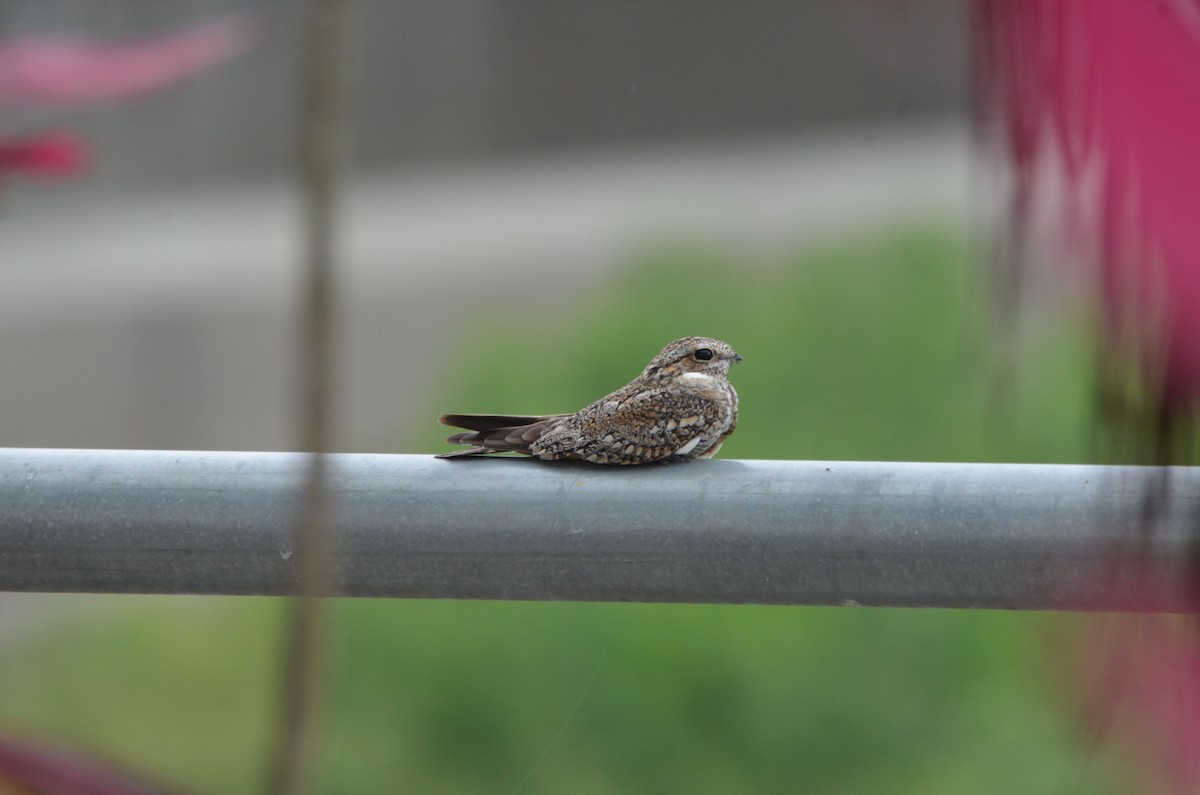 Lesser Nighthawk - javier lopez