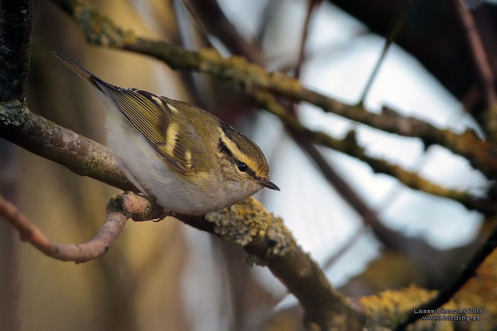 Pallas's Leaf Warbler - ML126257831