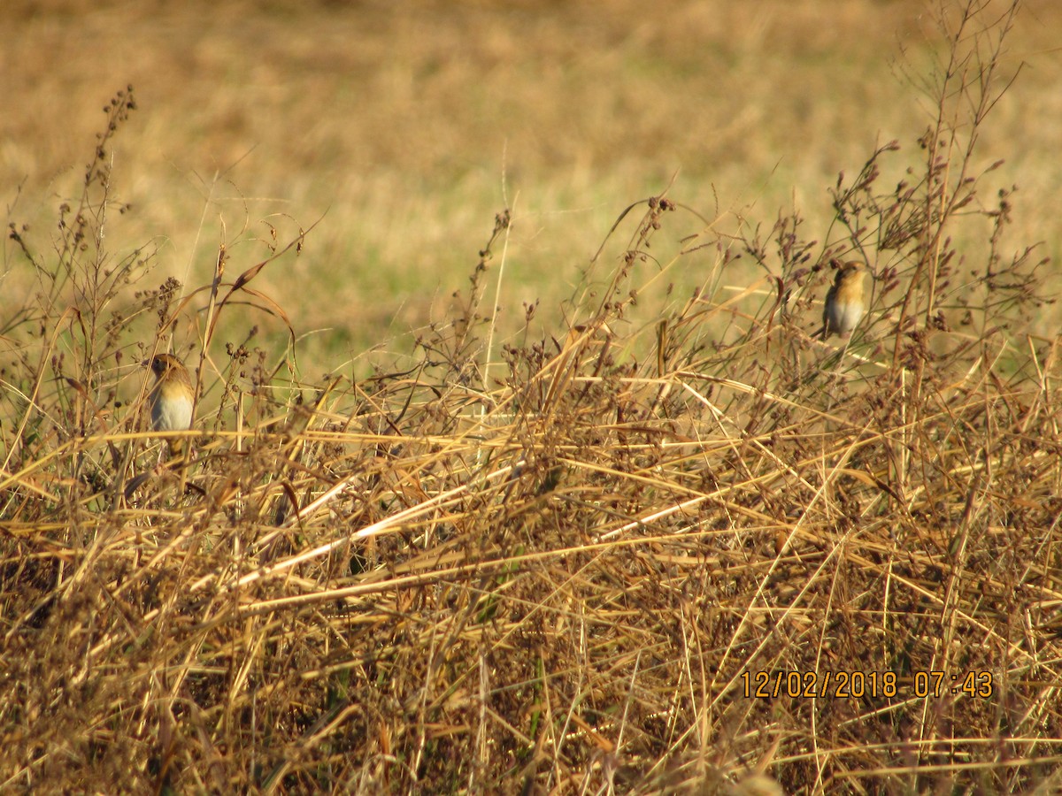 LeConte's Sparrow - ML126258041