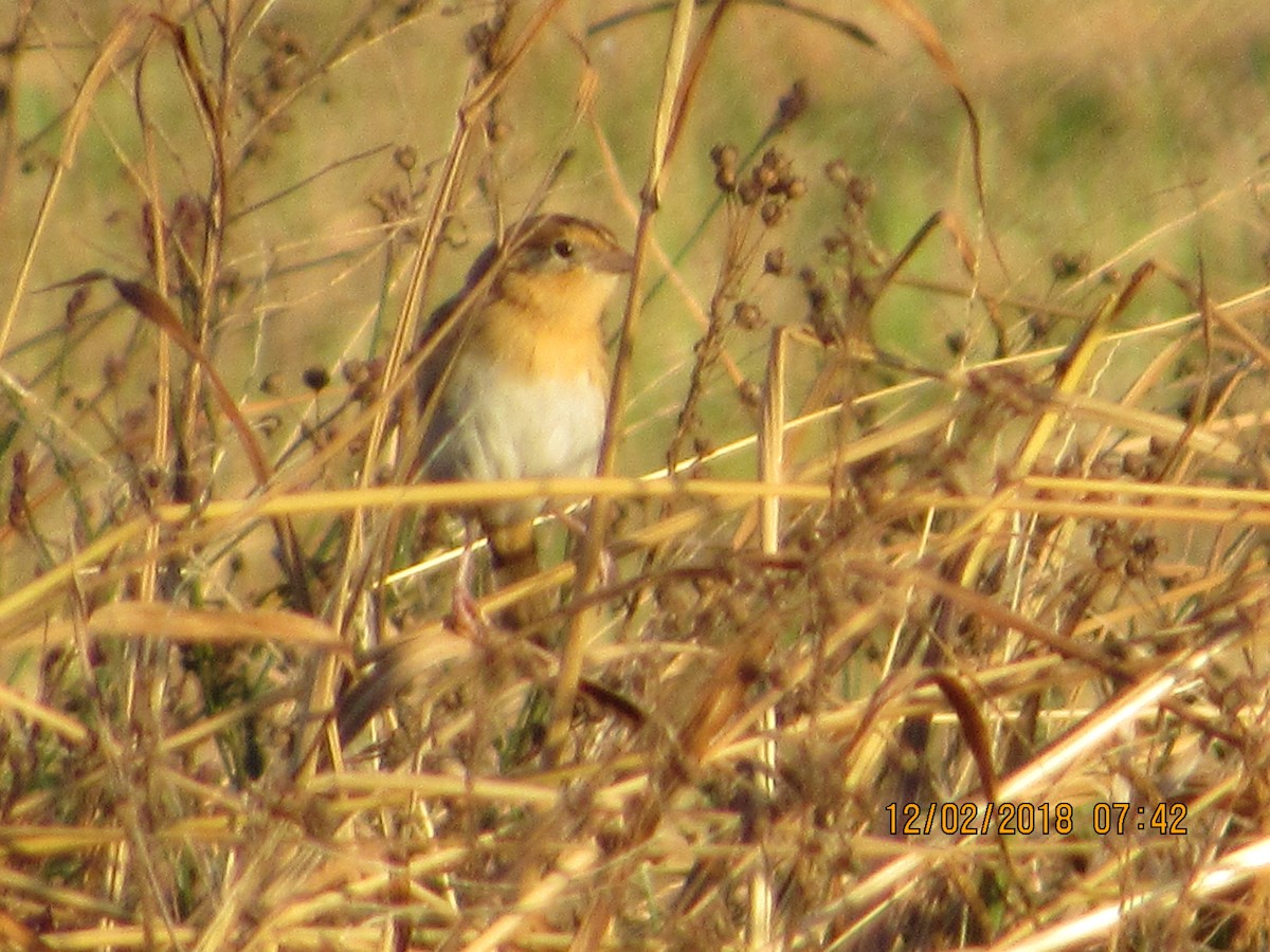 LeConte's Sparrow - ML126258351