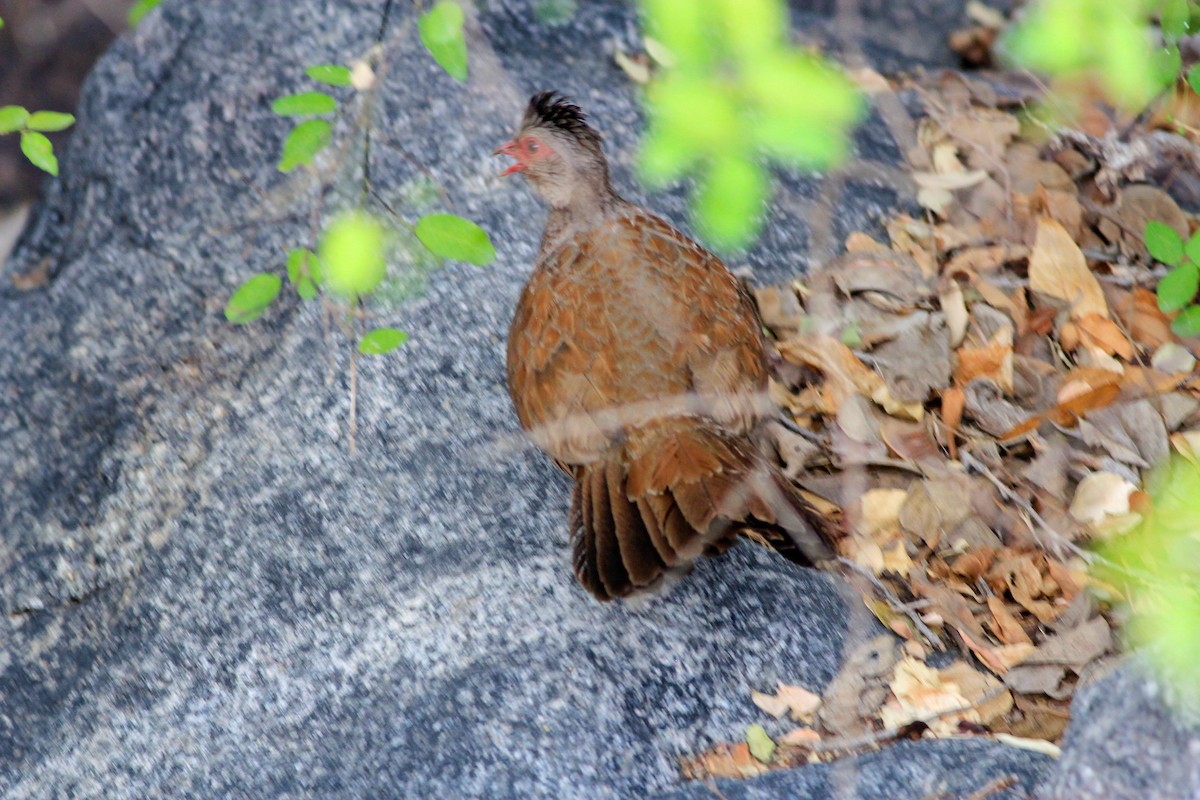 Red Spurfowl - Stefan Hirsch