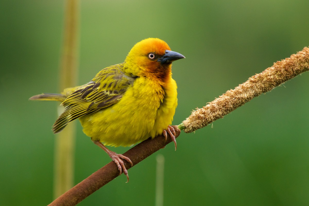 Cape Weaver - Christian Nunes