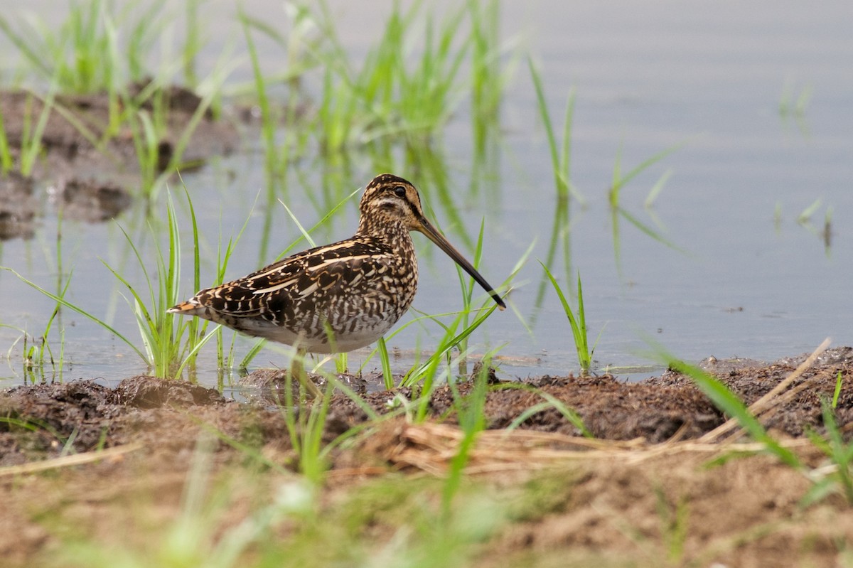 African Snipe - Christian Nunes