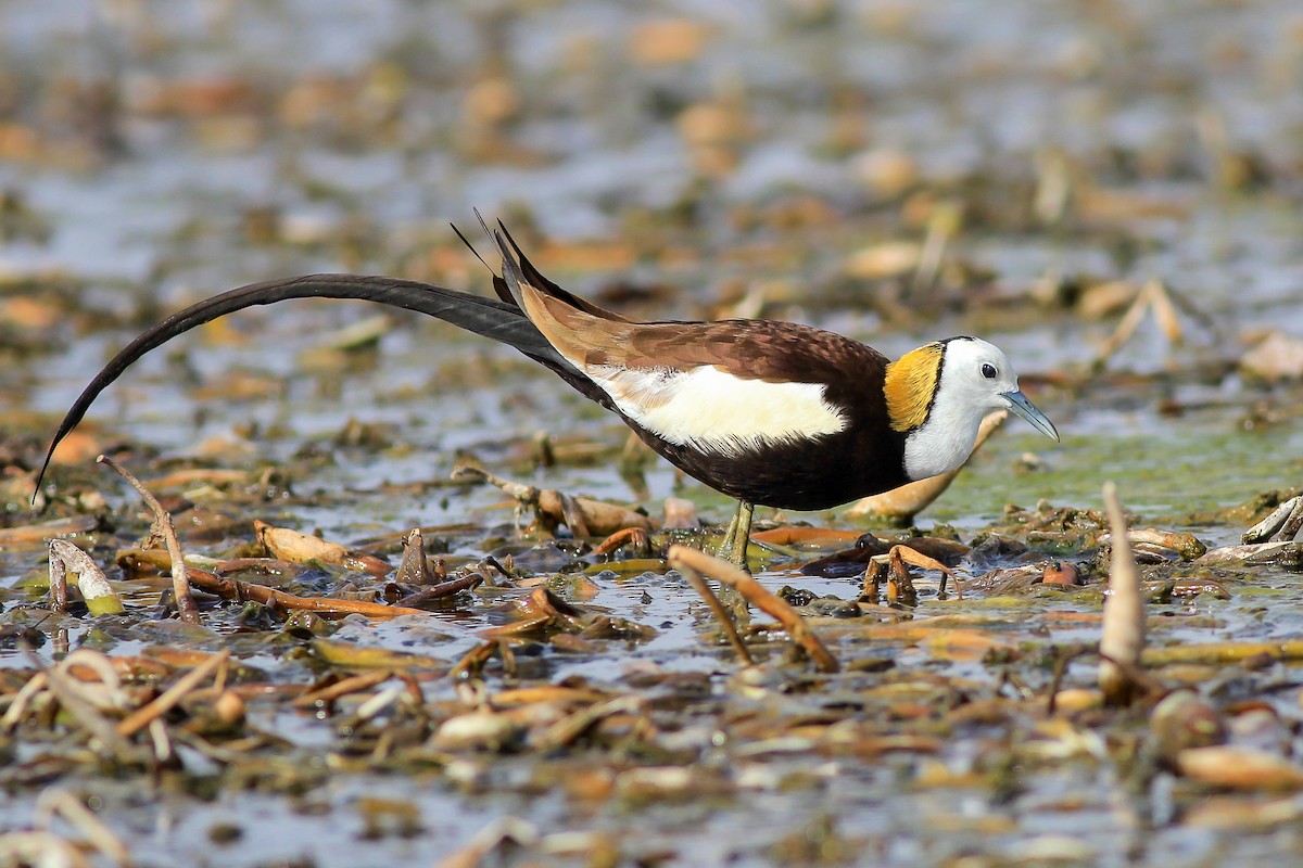 Pheasant-tailed Jacana - ML126261371