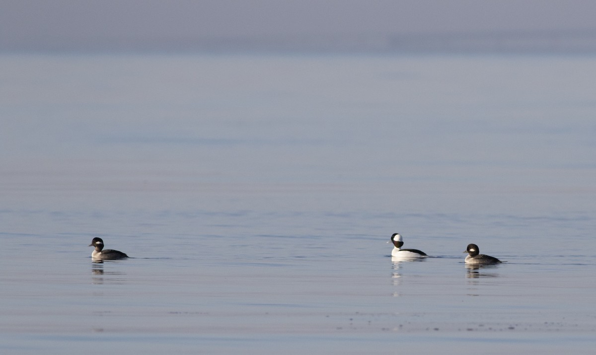 Bufflehead - John Gluth