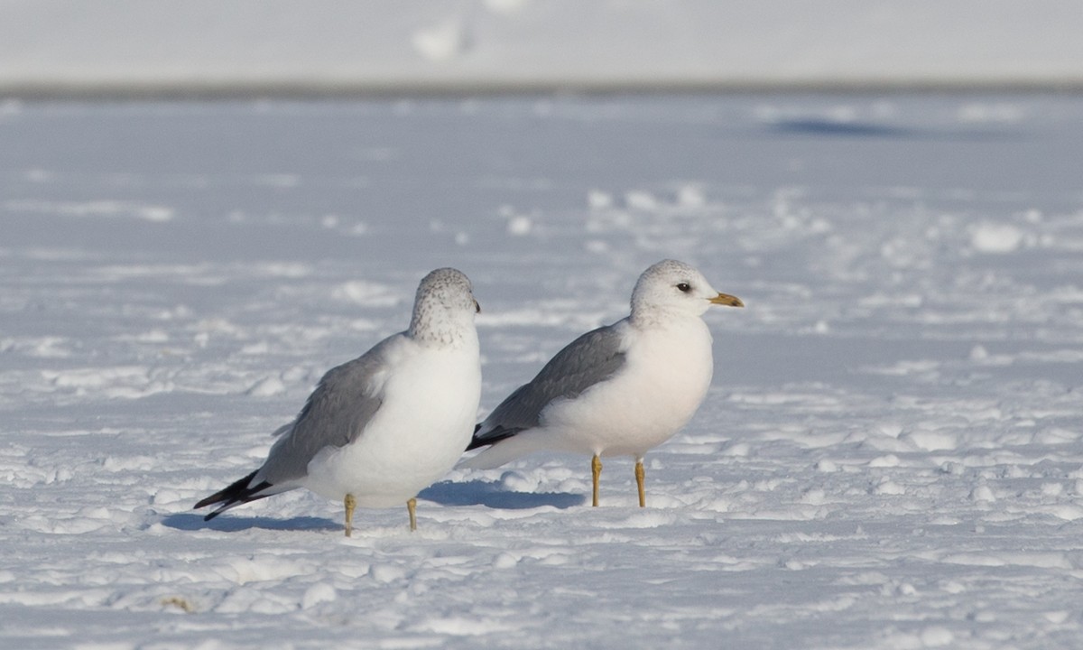 Common Gull (European) - Chris Wood