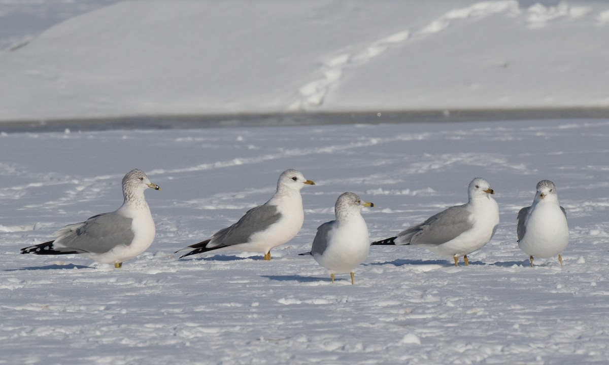 Common Gull (European) - ML126262921