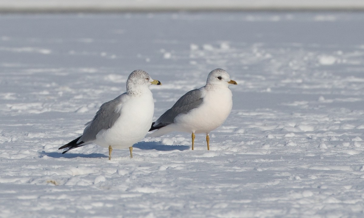 Common Gull (European) - Chris Wood