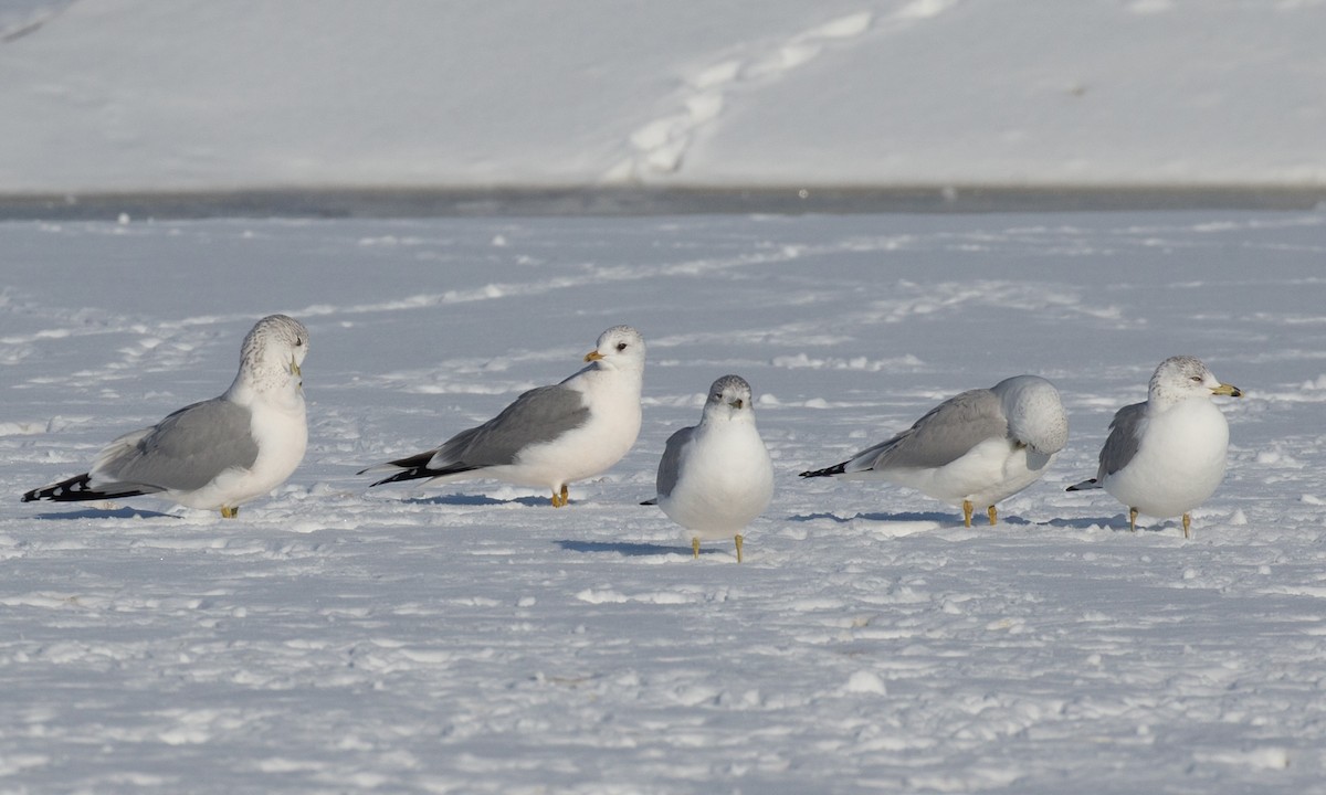 Common Gull (European) - ML126262941