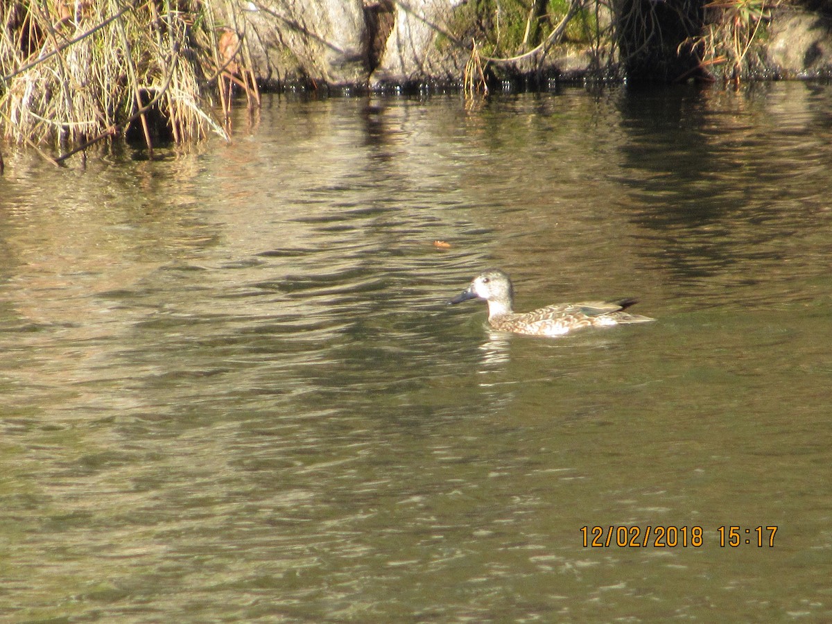 Blue-winged Teal - ML126263511