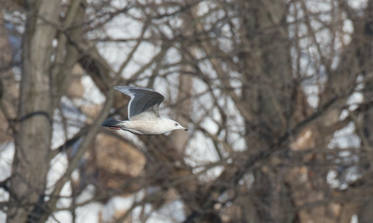 Gaviota Groenlandesa (kumlieni) - ML126264451