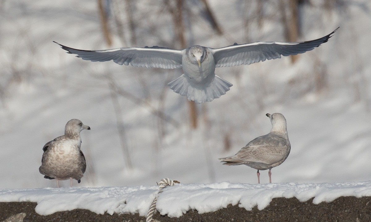 Iceland Gull (kumlieni) - Chris Wood