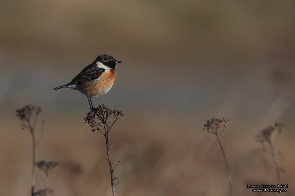 European Stonechat - ML126264761