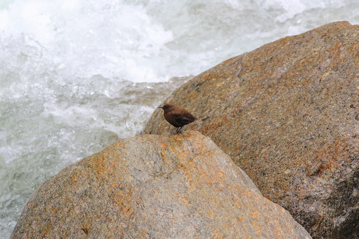 Brown Dipper - ML126265901