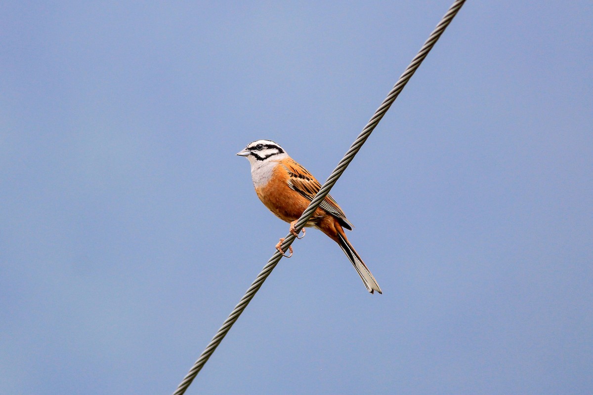 Rock Bunting - Stefan Hirsch