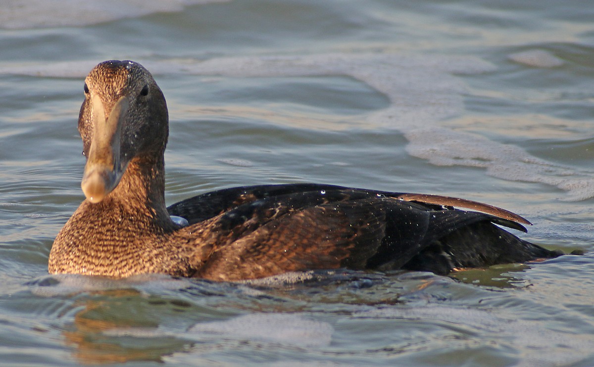 Common Eider - ML126266451