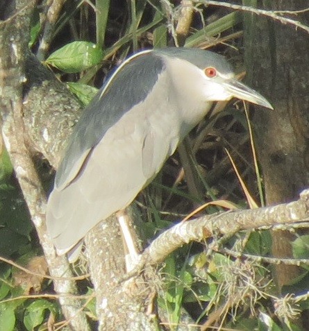 Black-crowned Night Heron - Nic Zimmer