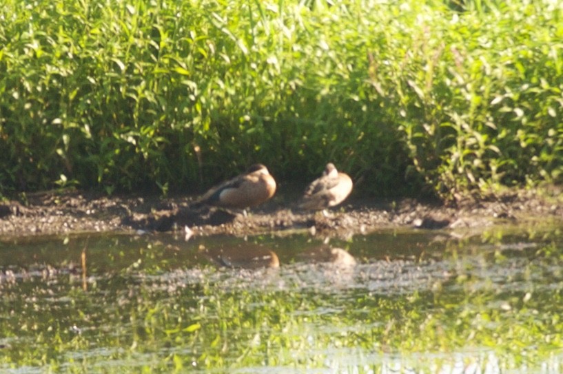 Blue-billed Teal - ML126266971