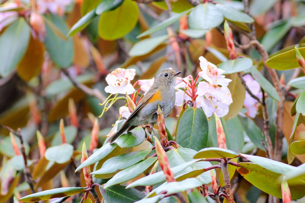 Himalayan Bluetail - ML126267211