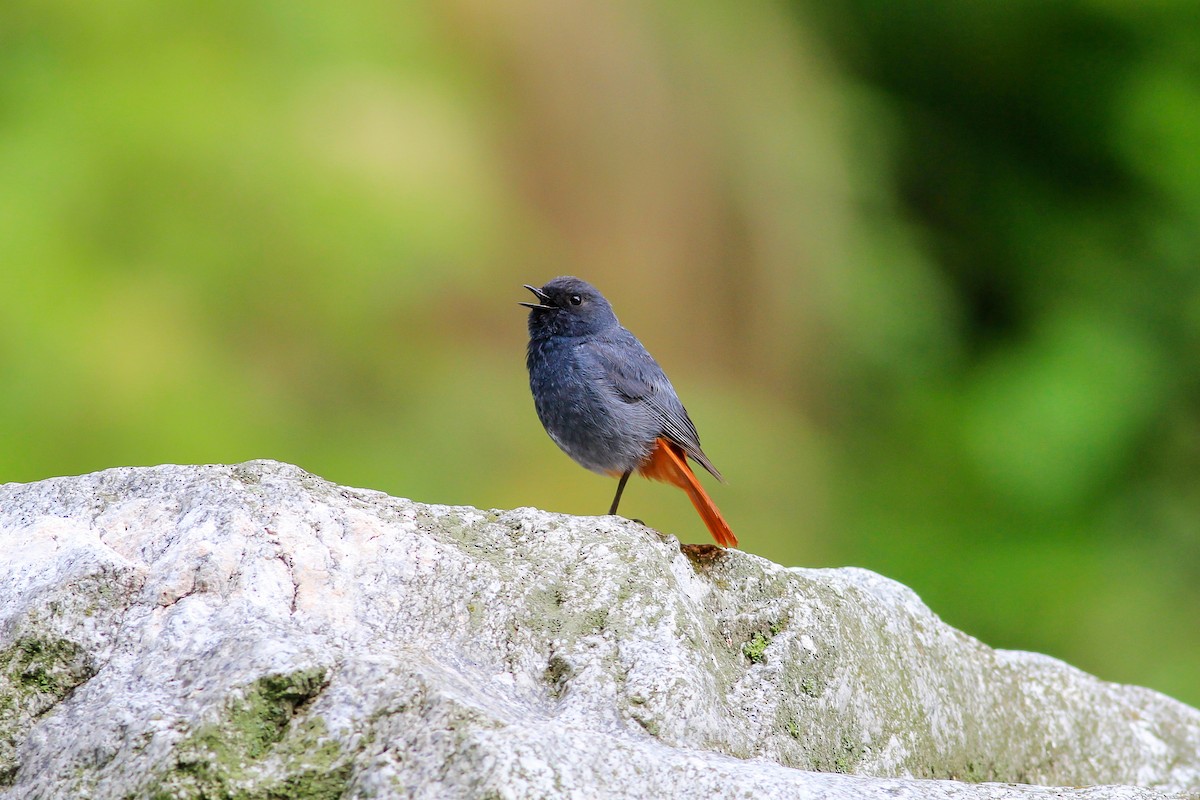 Plumbeous Redstart - ML126268731