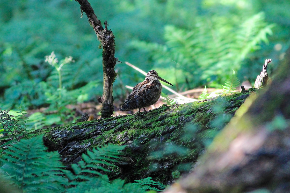 Eurasian Woodcock - ML126269141