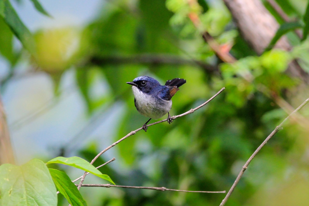 Papamoscas Tricolor - ML126269201