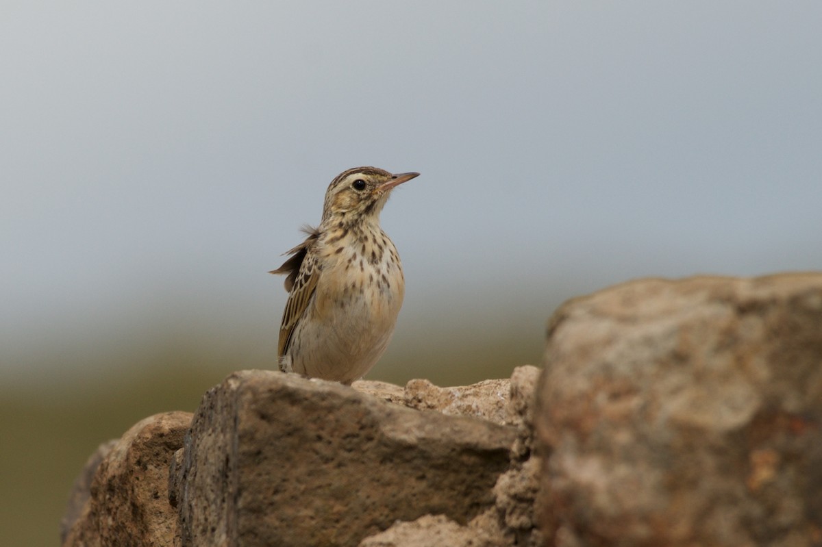 Mountain Pipit - Christian  Nunes