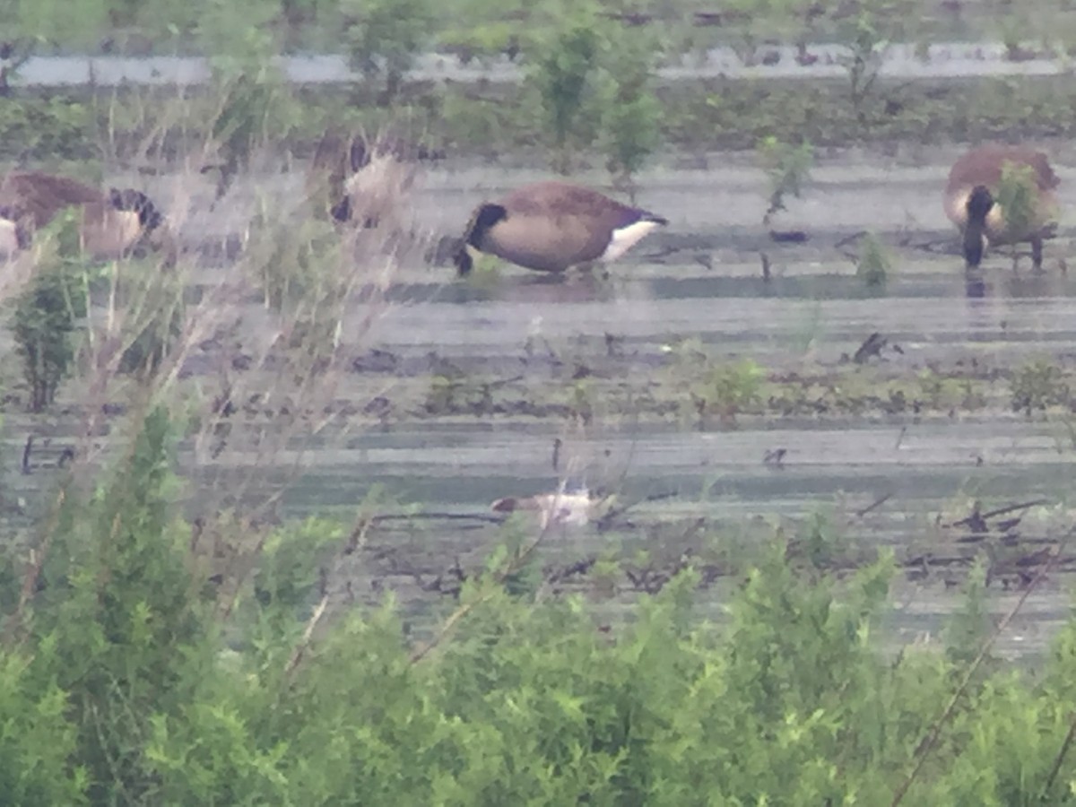 Garganey - ML126269961