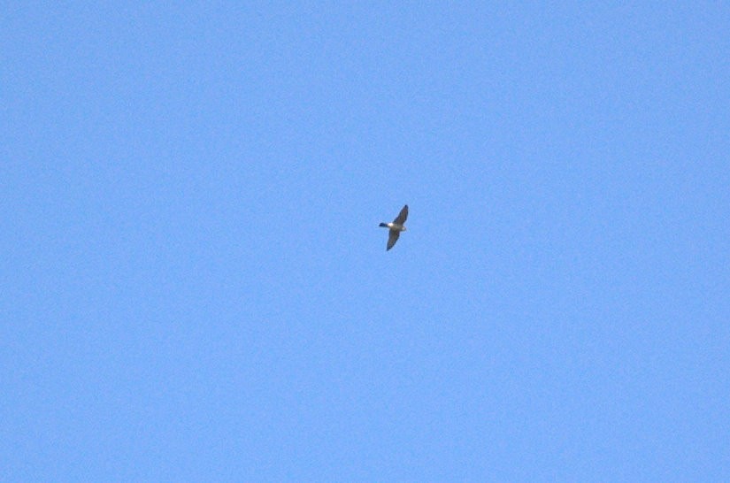 Peregrine Falcon - ML126270611