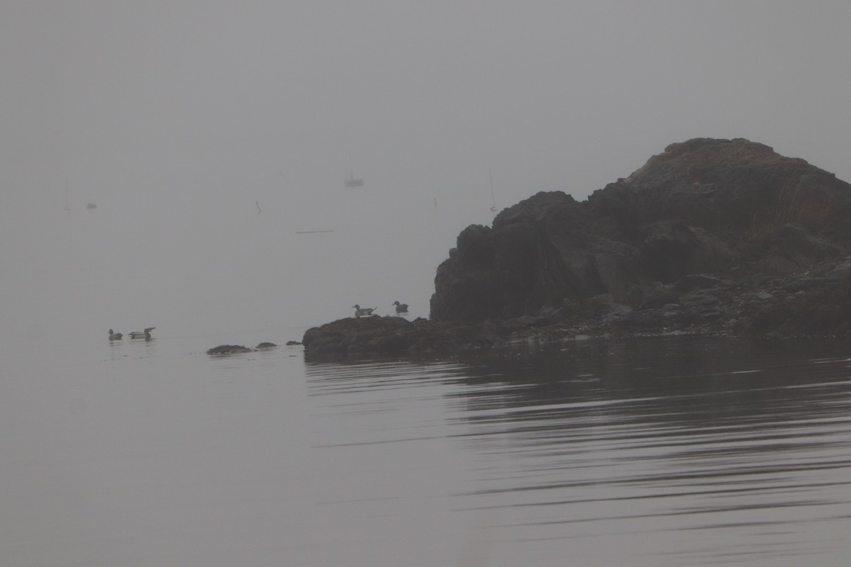 Northern Pintail - ML126270821