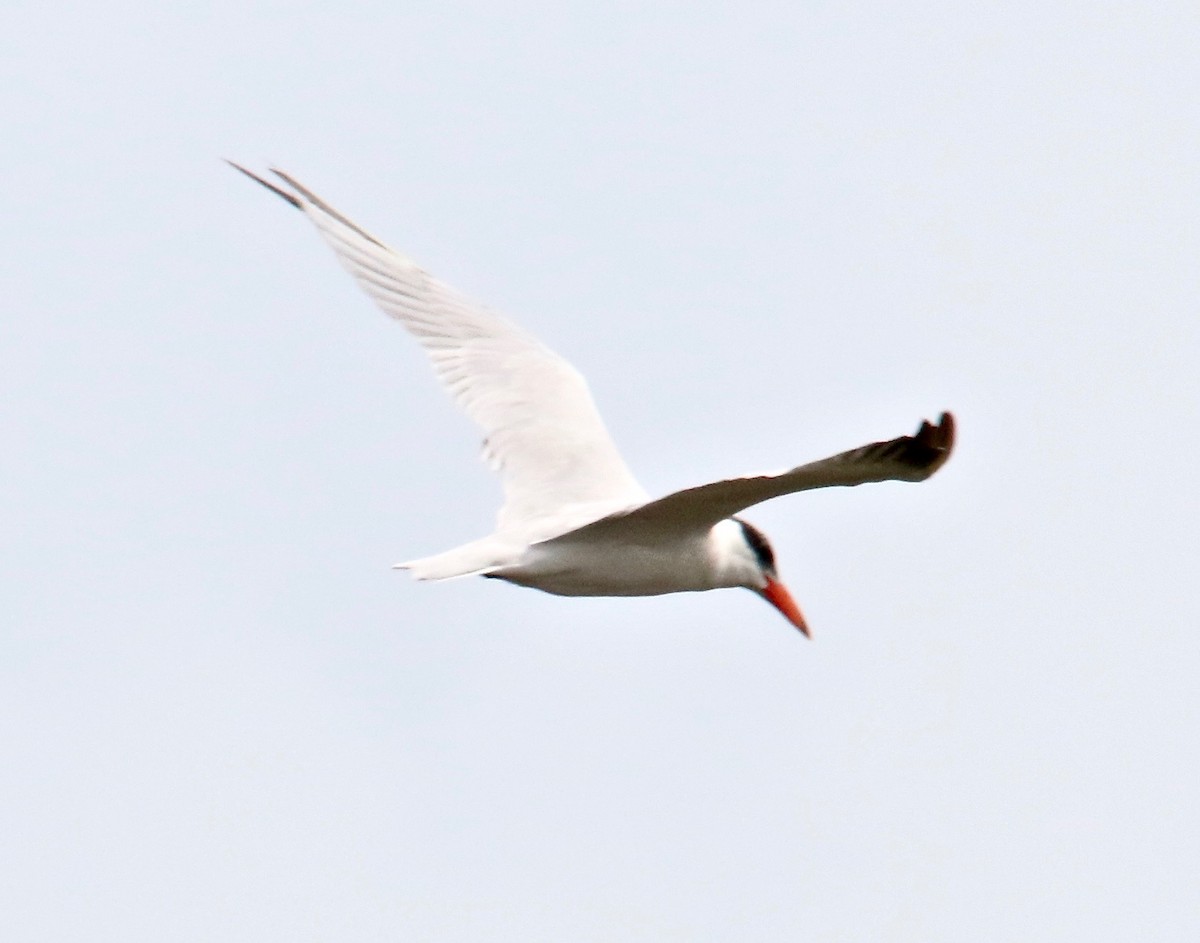 Caspian Tern - Millie and Peter Thomas