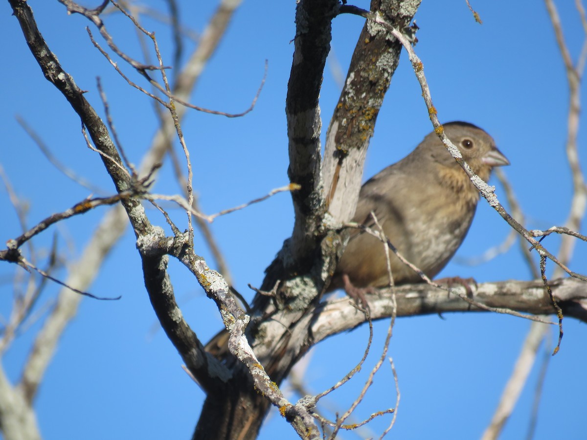 Canyon Towhee - ML126272681