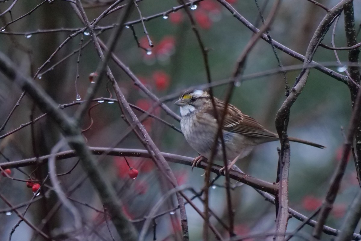 White-throated Sparrow - ML126274631
