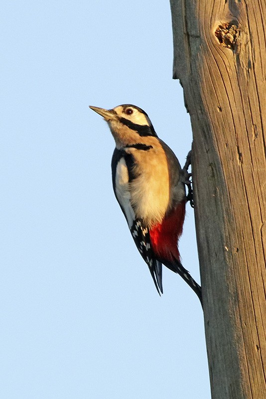 Great Spotted Woodpecker - ML126275001