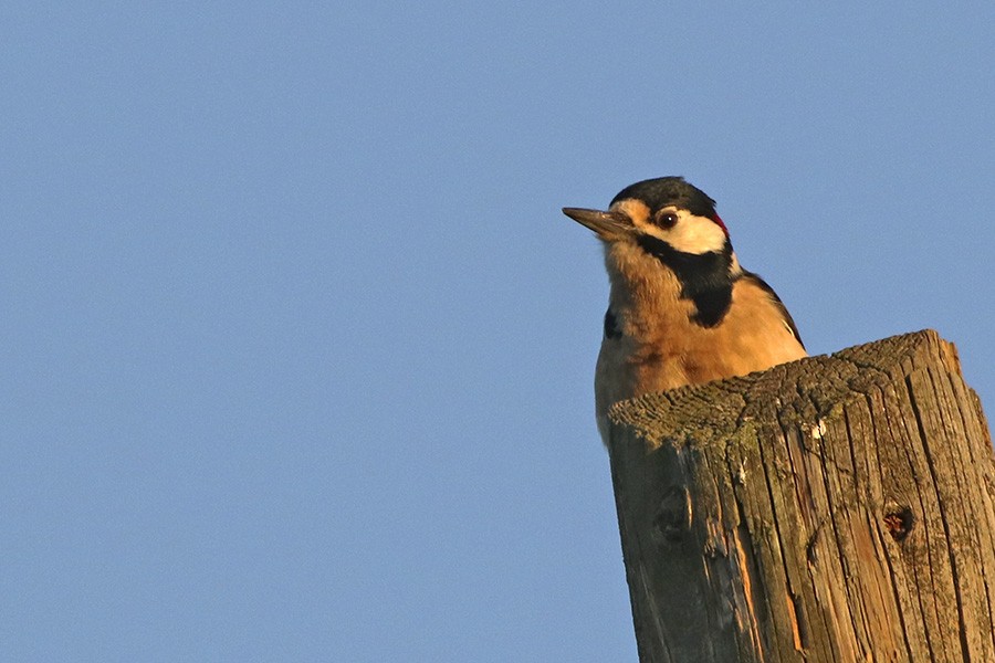 Great Spotted Woodpecker - ML126275011