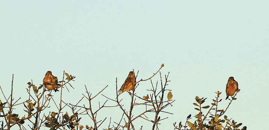 Eurasian Linnet - ML126275201