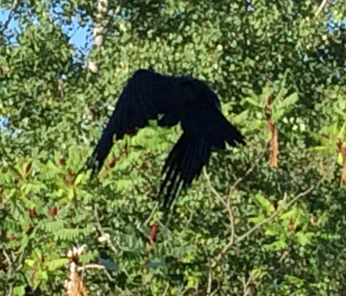 Common Raven - ML126275411