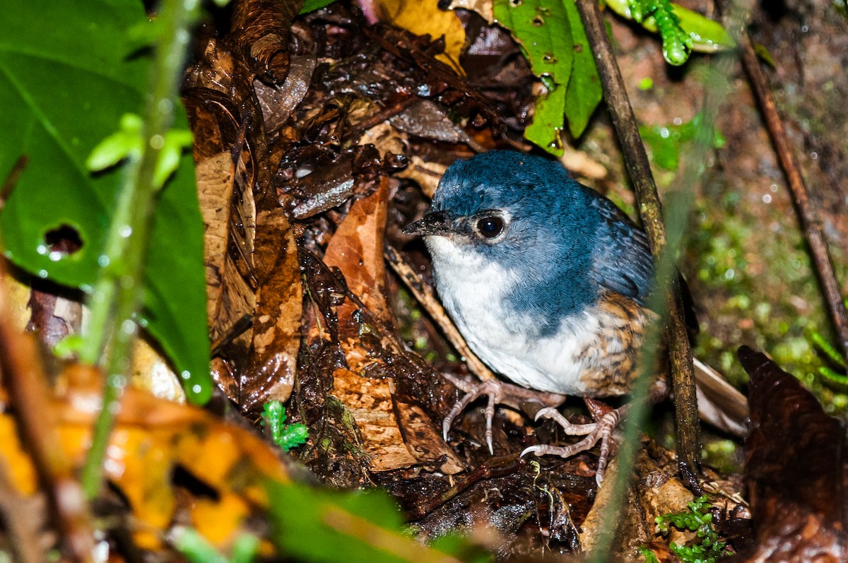 White-breasted Tapaculo - ML126275601