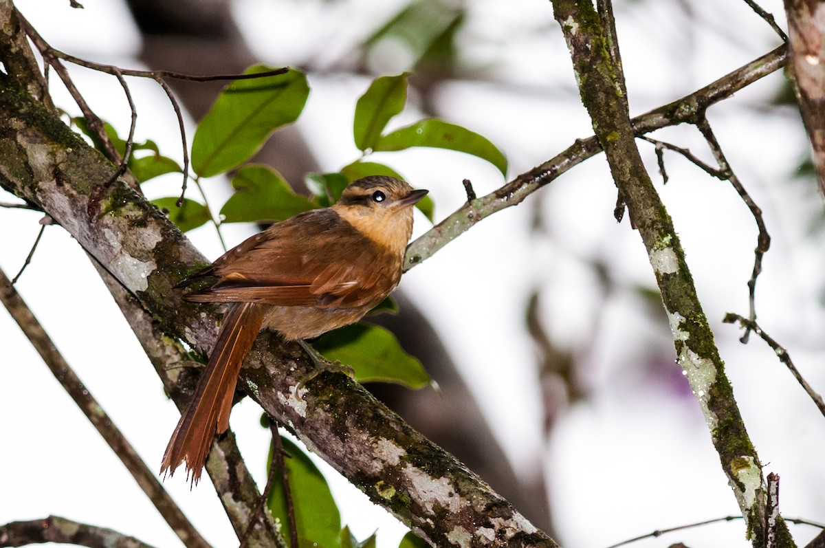 Ochre-breasted Foliage-gleaner - ML126275821