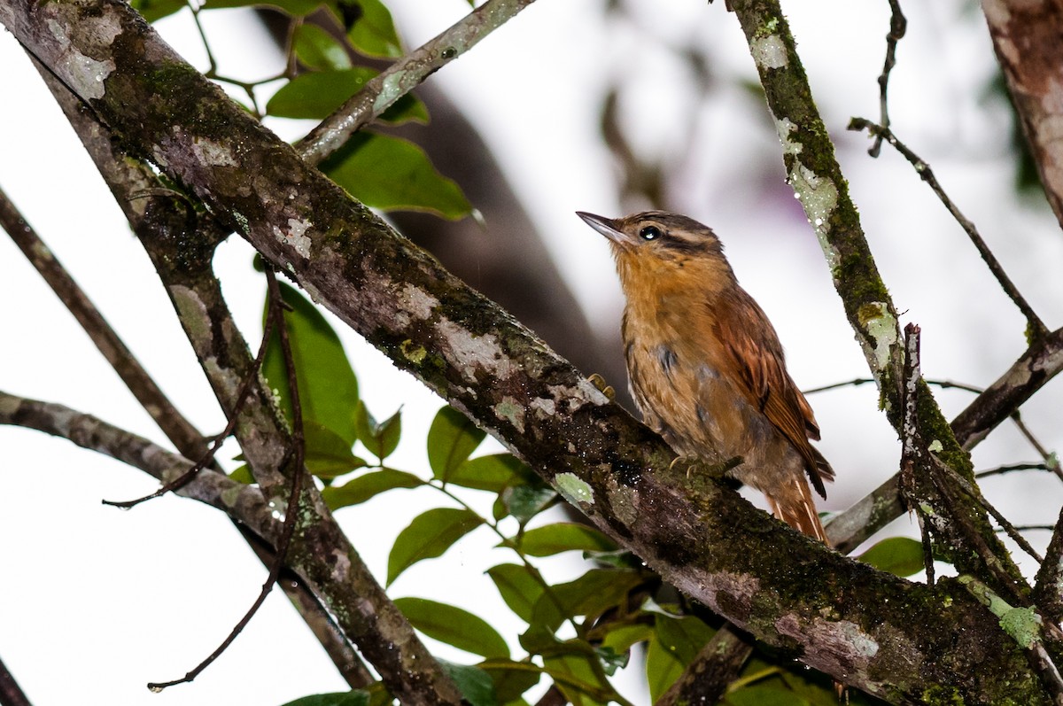 Ochre-breasted Foliage-gleaner - ML126275841