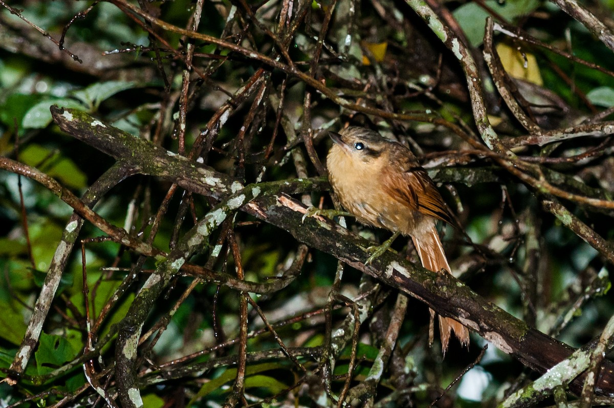 Ochre-breasted Foliage-gleaner - Claudia Brasileiro