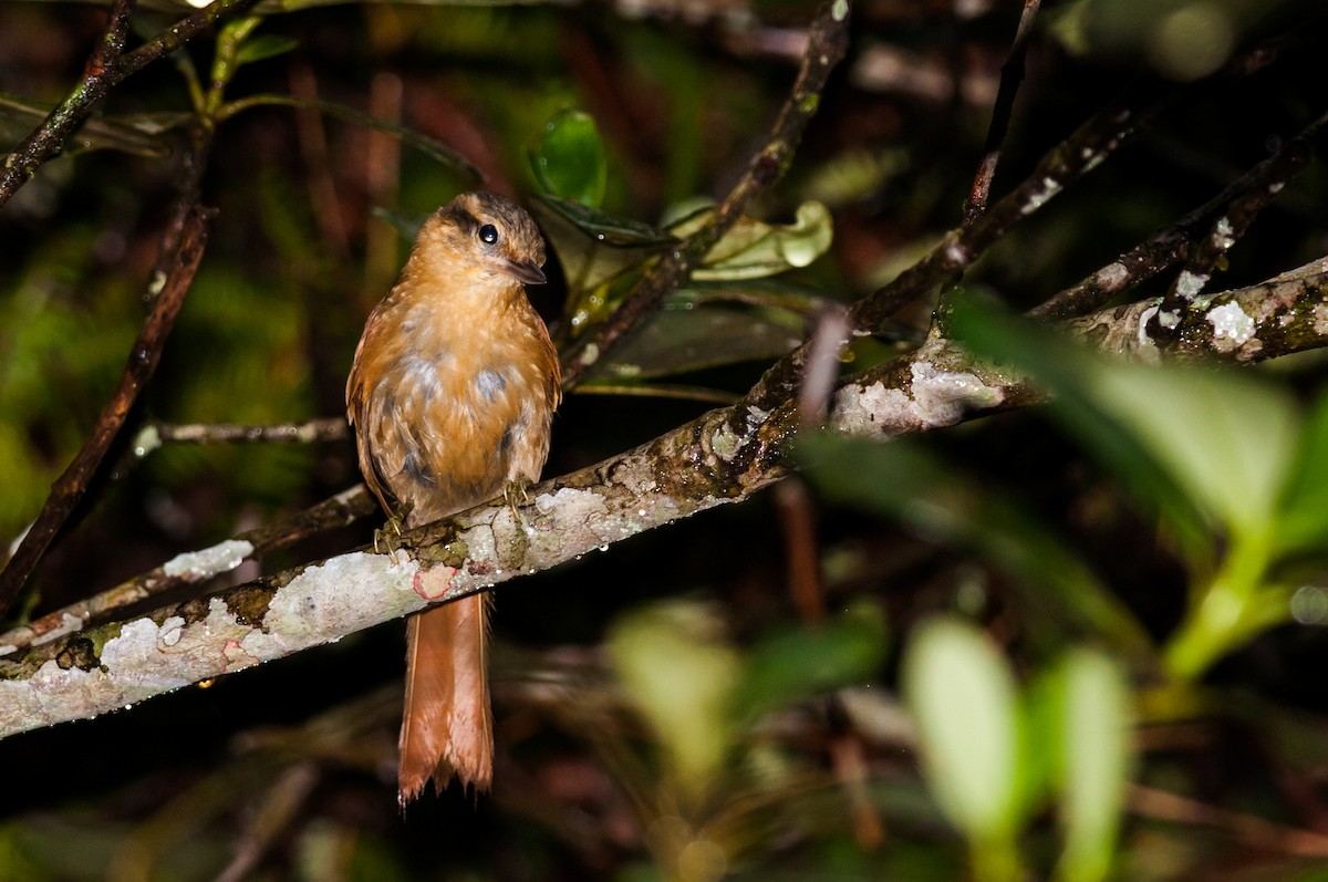 Ochre-breasted Foliage-gleaner - Claudia Brasileiro