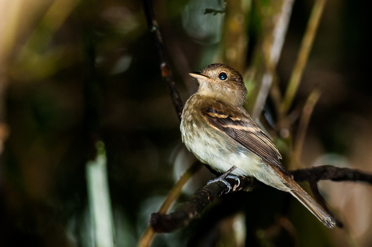 Euler's Flycatcher - ML126275951